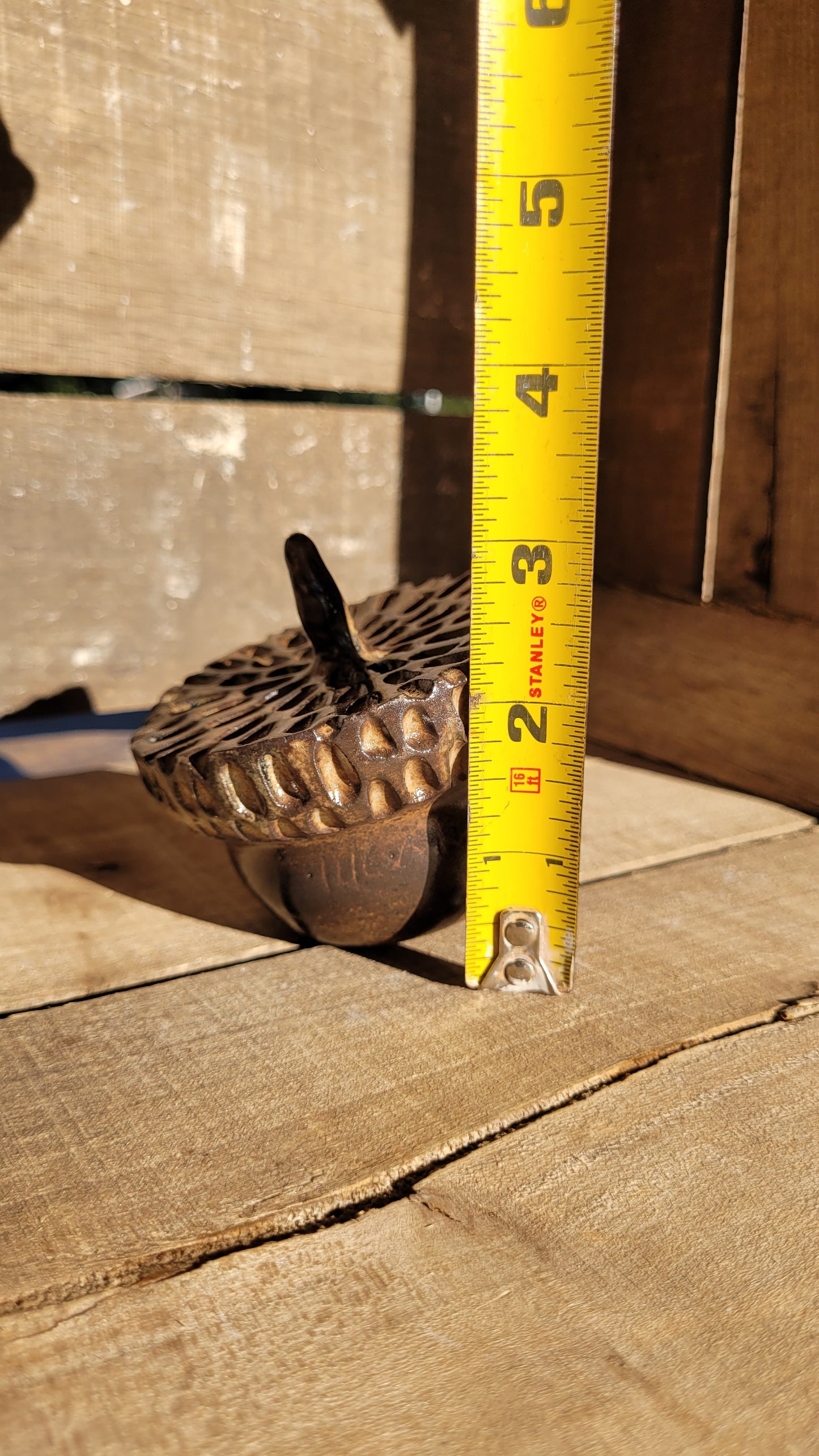 Mountain Thrown Hollow Acorn